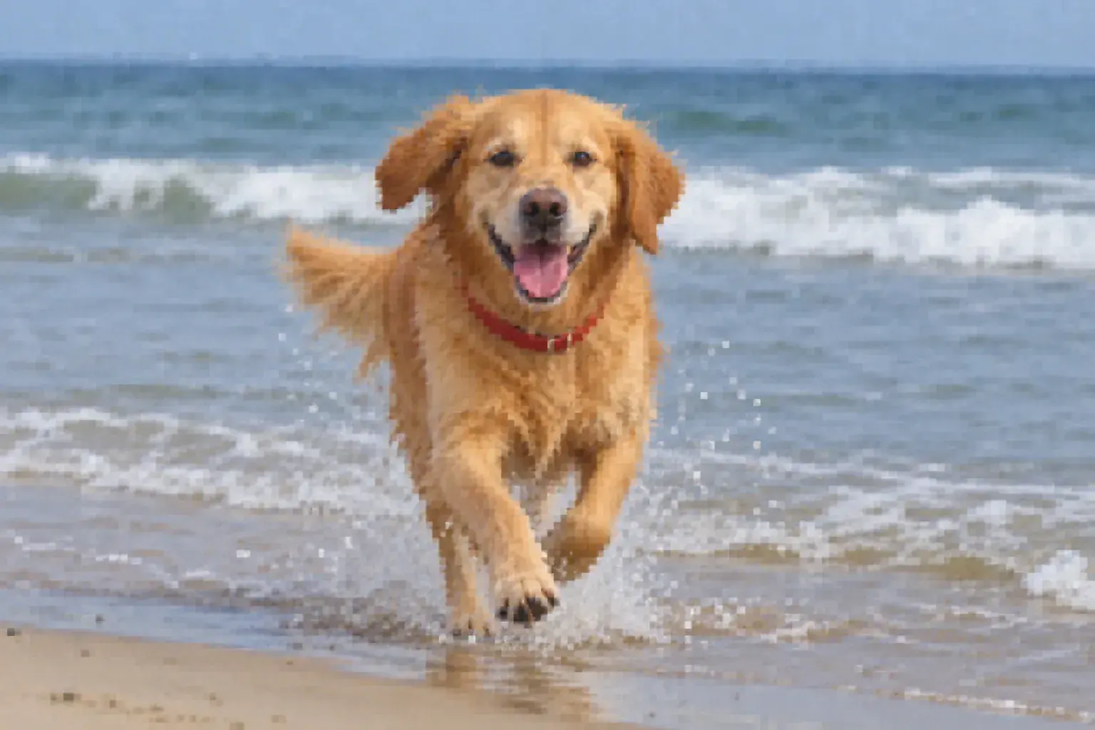 Blurry photo of a dog at the beach